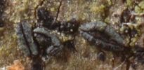 Opegrapha xerica